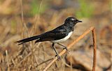 Willie-wagtail